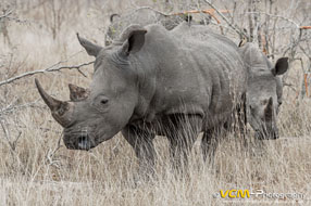 White rhinoceros