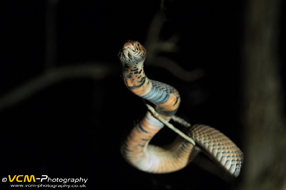 Mozambique spitting cobra