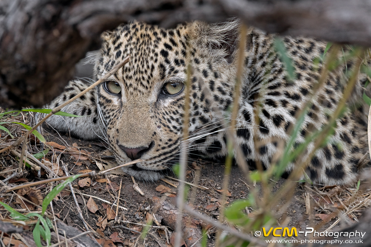 Cub of the female leopard Sibuye resting underneath a tree