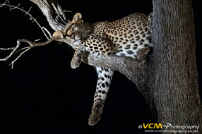 Cub of the leopard Tiyani