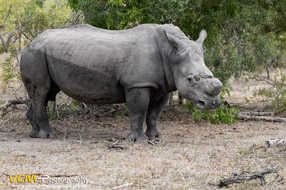 White rhinoceros