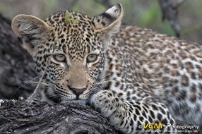 Cub of the leopard Sibuye