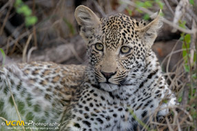 Cub of the leopard Sibuye