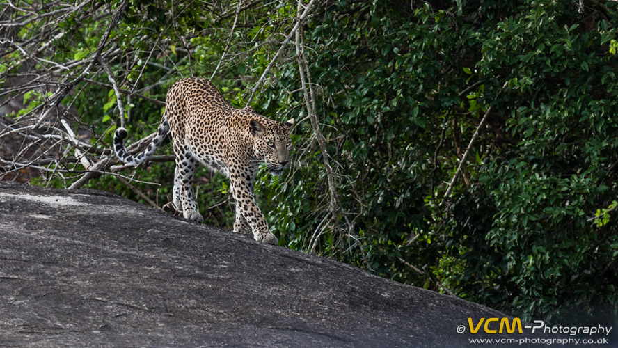 Leopard in Yala National Park