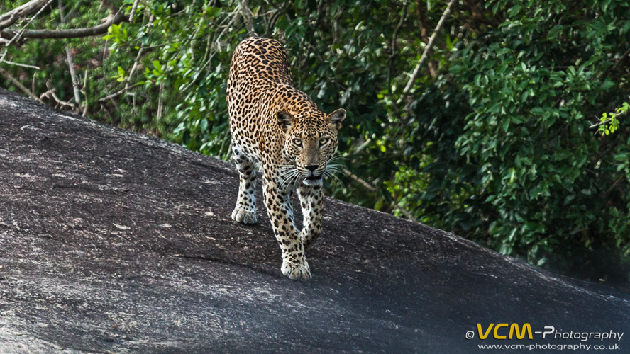 Leopard in Yala National Park