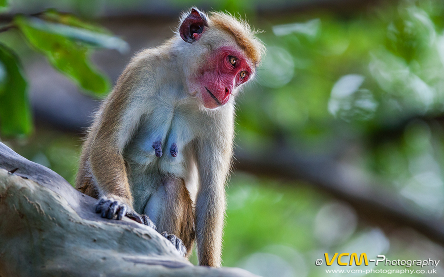 Toque macaque in Yala National Park