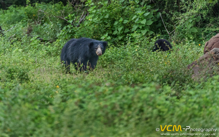 Sloth Bear in Yala National Park