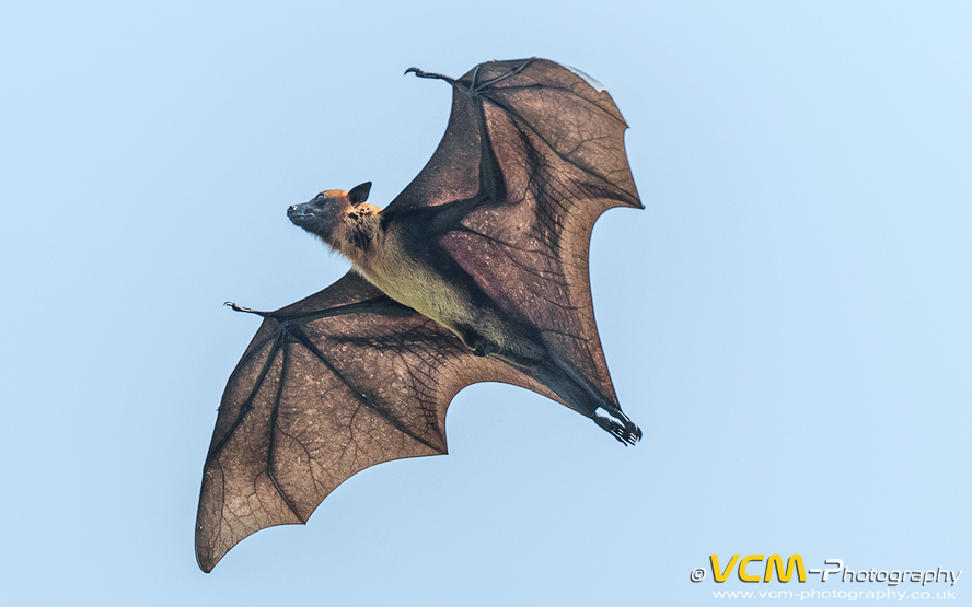 Indian Flying-Fox