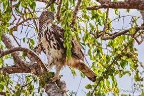 Changeable hawk-eagle