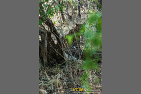 Leopard Cub in Yala National Park