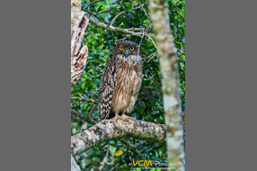 Brown fish owl in Yala