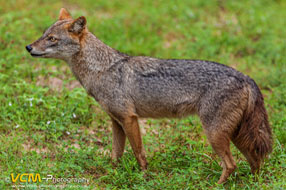 Black-backed jackal in Yala