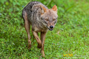 Black-backed jackal in Yalak