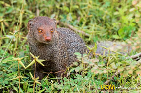 Ruddy mongoose in Yala