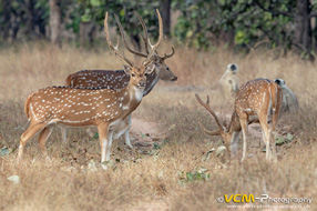 Spotted deer & Gray langur