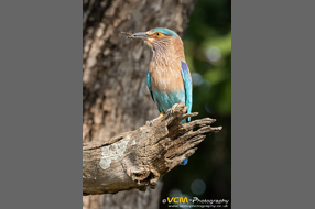 Indian roller