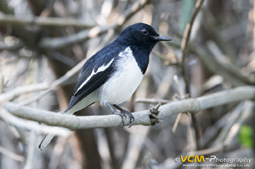 Oriental magpie-robin