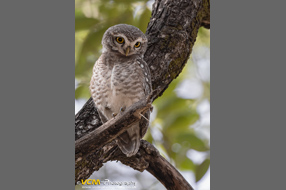 Spotted owlet