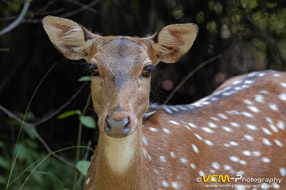 Spotted deer