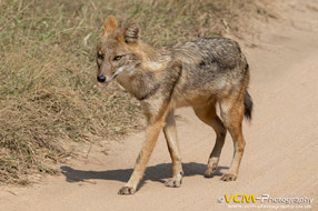 Golden jackal