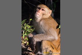 Rhesus macaque