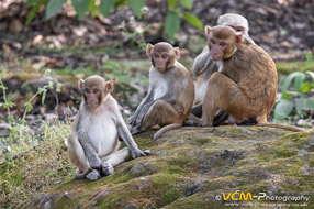 Rhesus macaques