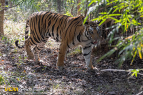 Tigress 'Kajri'