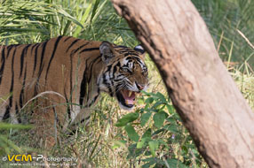 Male tiger, son of Spotty