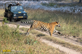 Male tiger, son of Spotty