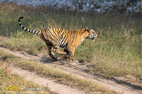 Male tiger, son of Spotty