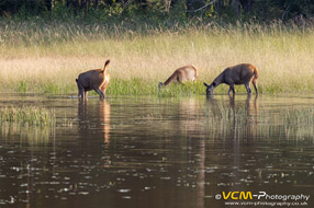 Female sambar deer