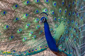Indian peafowl