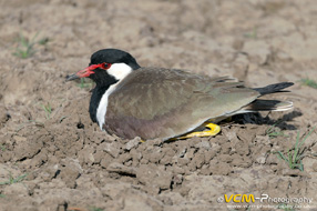 Red-wattled lapwing on nest