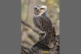 Spotted owlet