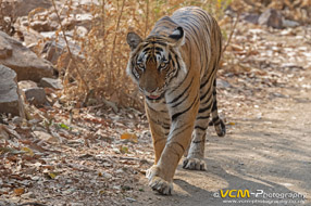 Tigress T-124, Riddhi