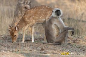Grey langur & chital