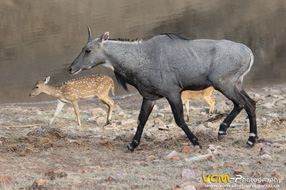Nilgai & chital