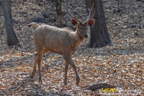 Male sambar deer
