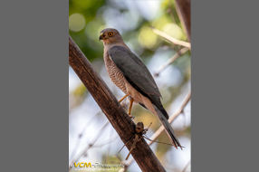 Shikra perched on the branch of a tree