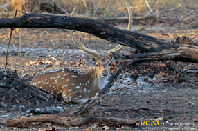 Spotted deer lying on ground