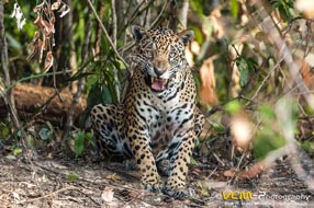 Pantanal of Brazil