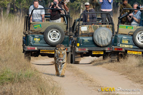 Bandhavgarh of India