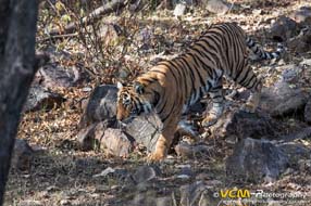 Ranthambhore of India