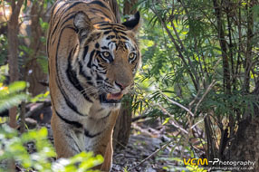 Bandhavgarh of India