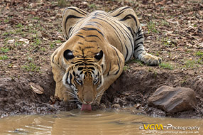 Tadoba-Andhari Tiger Reserve
