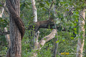 Nagarhole Tiger Reserve