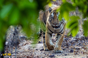 Bandhavgarh, India