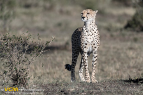 Masai Mara of Kenya