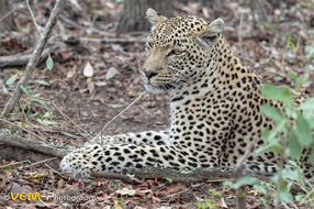 Sabi Sands of South Africa