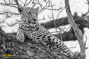 Sabi Sands of South Africa